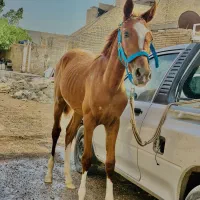 اسب بیداق نریان ۱۰ ماه