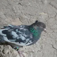 سینه بادمجون لکه دار عتیقه