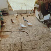 فروش ۵تا کبوتر سالم و سر حال