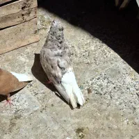 دمسفید شکلاتی