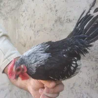 خروس سبرایت