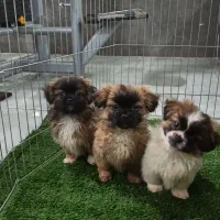 سگ پیکینز|سگ|خرم‌آباد, |دیوار