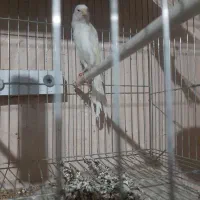 قناری رسمی بلند ماده