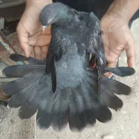 کبوتر لات عراقی