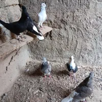 کبوتر 6عدد|پرنده|اهواز, بهارستان|دیوار