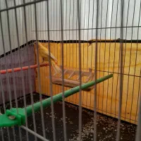 دو عدد قناری فروشی