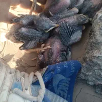 جوجه مینا کلات