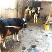 گوساله نر و ماده سیمیتال