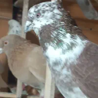 کبوتر (بار جدید داخل فیلم)یه جایی و تکی|پرنده|فردیس, ثابتی|دیوار