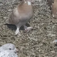 تعدادی کبوتر