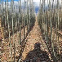 پیوندی وبذری