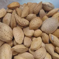 بادام شیرین