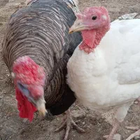 بوقلمون طبیعی دوتا نر دوتا ماده