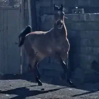 نریون کره سهیل حیدر