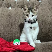 واگذاری گربه