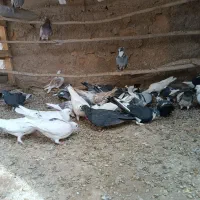 کبوتر پرشتی|پرنده|خزل, |دیوار