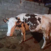 ۲راس گاو‌گوساله