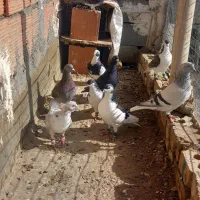 10عدد کبوتر پرشی