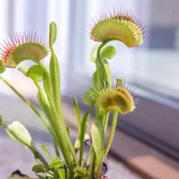 گیاه ونوس حشره خوار گیاه گوشت خوار