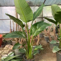 گل دکوراسیون منزل و محل کار