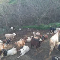 بزوبزغاله برای فروش ۳۶عدد|حیوانات مزرعه|گرمی, |دیوار