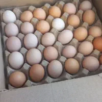 فروش عمده تخم مرغ محلی گلپایگان|خوردنی و آشامیدنی|مشهد, حجاب (شهرک غرب)|دیوار