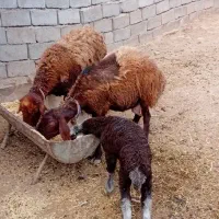 زاییده بره درشت