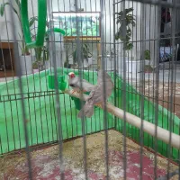 فنج|پرنده|اراک, |دیوار