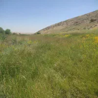 فروشی علف همه گیاه درجه یک خرمان کوب شده
