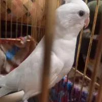 عروس هلندی اهلی آلبینو نر|پرنده|تبریز, |دیوار