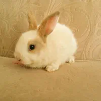 خرگوش|موش و خرگوش|رفسنجان, |دیوار