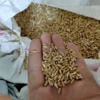 گندم  قشنگ شبرنگ