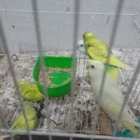 مرغ عشق جوان