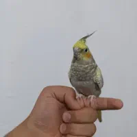 عروس هلندی نر