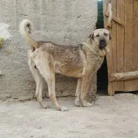 سگ پژدر و سرابی