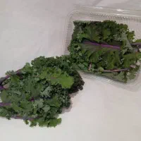 کاهو فرانسوی ریحان ایتالیایی|خوردنی و آشامیدنی|شیراز, جوادیه|دیوار