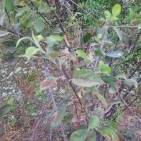 کلینیک گیاه پزشکی دکتر کرم کیانی|خدمات باغبانی و درختکاری|ایذه, |دیوار