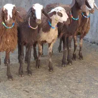 میش وبره،بره،بزنر،بز،قوچ|حیوانات مزرعه|بروجرد, |دیوار