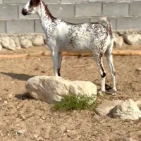 دام های اصلی|حیوانات مزرعه|تربتحیدریه, بازار|دیوار