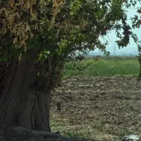 اجاره-زمین-کشاورزی-دیم