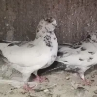 دو جفت کفتر