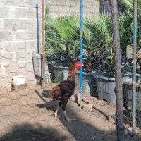 جوجه خروس لاری اصیل|حیوانات مزرعه|واجارگاه, |دیوار