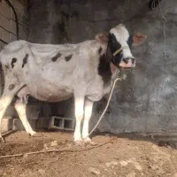 یک گاو خارجی زیرش گوساله خارجی