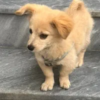 توله سگ پامر تریر|سگ|رشت, سعدی (تختی)|دیوار