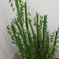 گل زیبا|گل و گیاه طبیعی|بانه, |دیوار