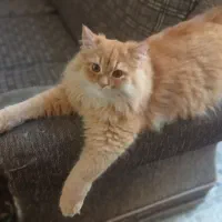 گربه پرشین دال فیس  نر  جهت جفگیری|گربه|نیشابور, جمهوری|دیوار