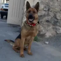 ماده سگ ژرمن