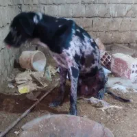 واگذاری دوقلاده سگ های گریت دین|سگ|بوکان, |دیوار