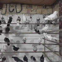 کفتر قم جمعه رسید آنتیک پرنده سرای کیان جدا کن|پرنده|کرج, خرمدشت|دیوار