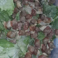 حلزون|خزنده|کوهسار (البرز), |دیوار